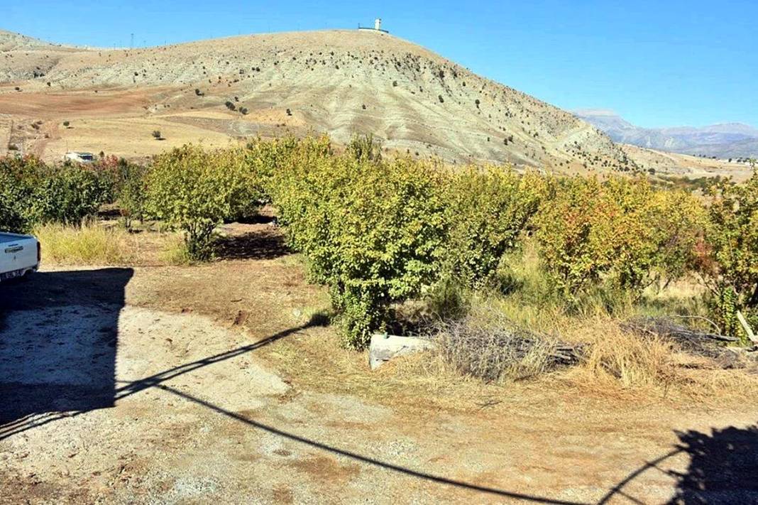 9 yıl önce bahçesine ekti: Bu yıl 100 kilogram topladı! Üreticisine adeta cenneti yaşatıyor 5